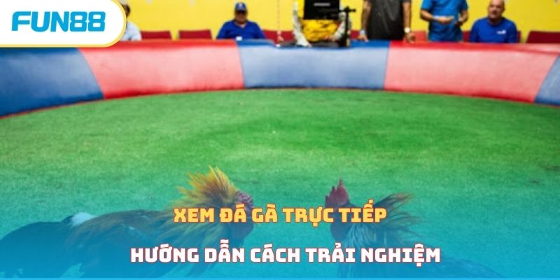 xem-da-ga-truc-tiep-huong-dan