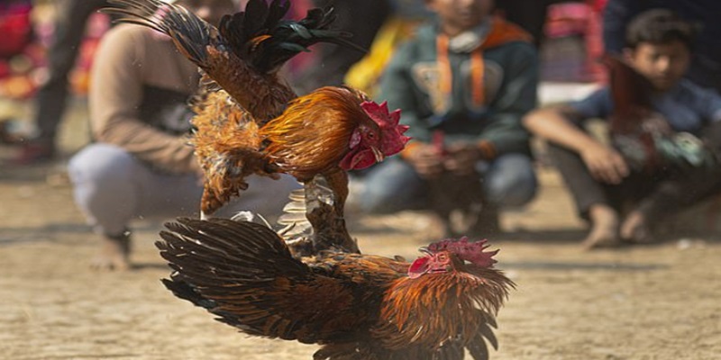 gioi-thieu-san-choi-da-ga-ga28-hap-dan